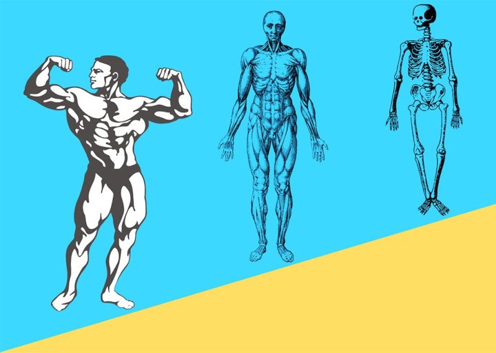 Разум организма человека: Как мыслит человеческое тело
